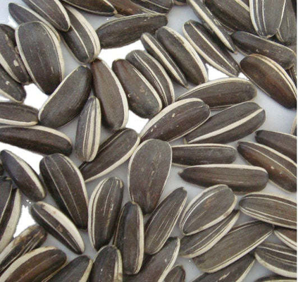 Buy Sunny farm seeds Your key to success in the competitive agricultural market online manufacture