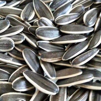 Buy Spicy Flavor Roasted Sunflower Seeds 5009 Must-Have ' Nutritious Snacking online manufacture