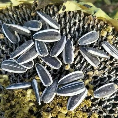 Buy Delicious Salted Roasted Sunflower Seeds 5009 for Your Snacking Pleasure online manufacture