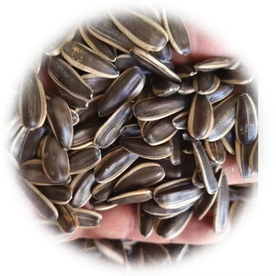 Buy Sunflower Seeds T5 The Ultimate Snack for Health-Conscious Consumers online manufacture