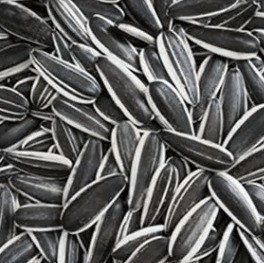 Buy Unsalted Roasted Sunflower Seeds 5009 Top Choice for Healthy Snacking online manufacture