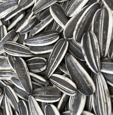Buy Sunflower Seeds S3 The Perfect Combination for B2B Requirements online manufacture