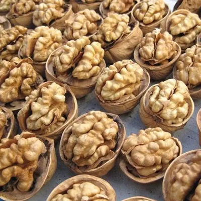 Buy Experience Unmatched Performance with Walnut Core Nucleus 2 online manufacture