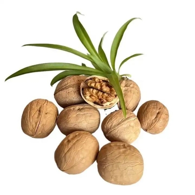 Buy wholesale high-quality Xinjiang walnuts shelled walnuts with cheap price Amazon’s best-selling products online manufacture