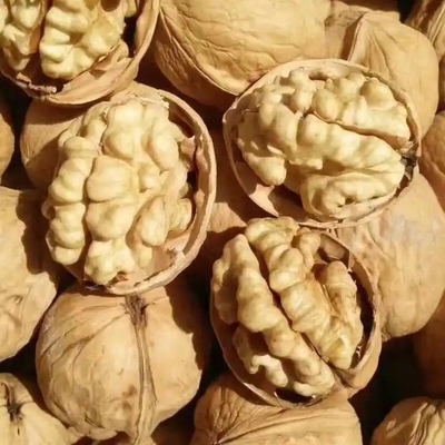 Buy Get Ahead of the Competition with Walnut Kernel Xin 2 online manufacture
