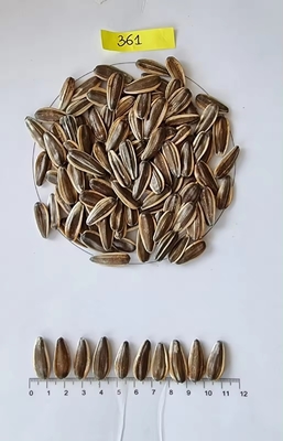 Buy Origin Sunflower Seeds White Black Strips from Xinjiang High Grade Eating Raw COOL 20/25kg Pp Woven Bag Packaging Dried 9% Max online manufacture