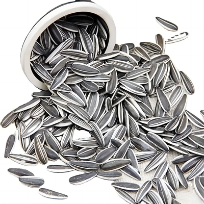 Delicious and Nutritious Sunflower Seeds 3668 for Your Daily Snack