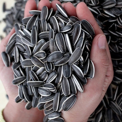 Upgrade Your B2B Game with Sunflower Seeds 3668