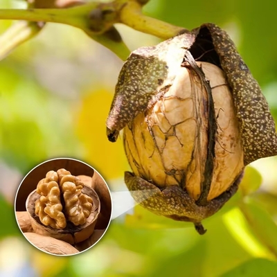 Lowest Price Wholesale Factory Price Xinjiang Xingfu Washed and Unwashed walnuts